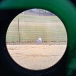 The snowy owl in Central Park by the ballfields, as seen through a telescope